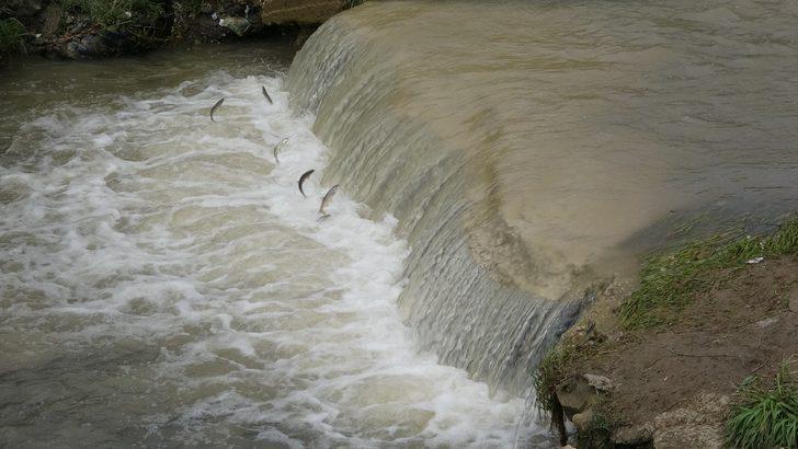Uçan balıklar bu kez şehir merkezine göç etti G3