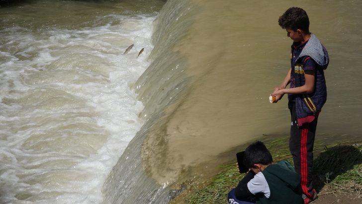 Uçan balıklar bu kez şehir merkezine göç etti G5
