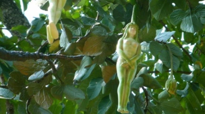 Bu ağacın meyvelerini gören inanamıyor!