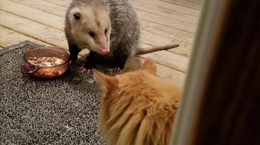 Bu kedinin mamasını çalan sıçana verdiği tepki görenleri kahkahalara boğdu!