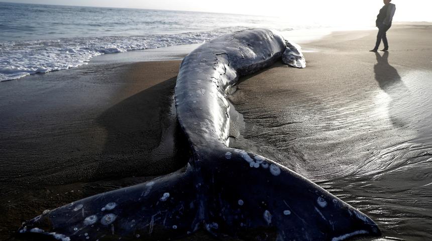Bilim dünyası yaşananlara anlam veremiyor!