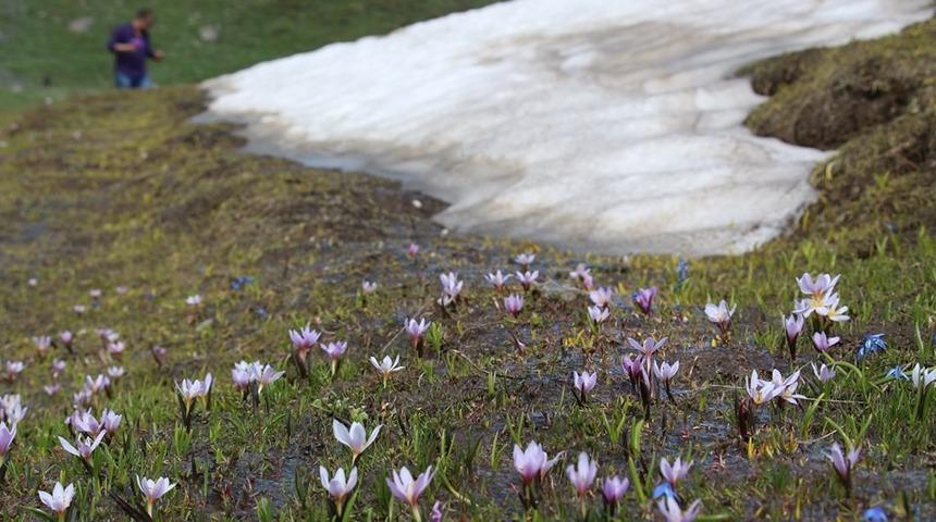 Terpink yaylayasında bahar