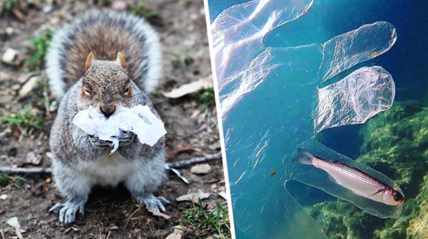 Ne yazık ki doğaya bu zararı biz verdik! Ama düzeltebiliriz