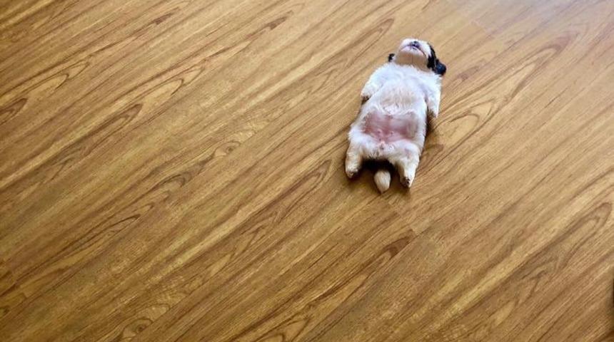 Bu köpek internette viral oldu! Öyle komik uyuyor ki...