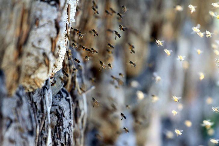 Bir kilogram 'Peri balı' 5 bin euro! G2