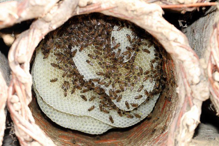 Bir kilogram 'Peri balı' 5 bin euro! G4