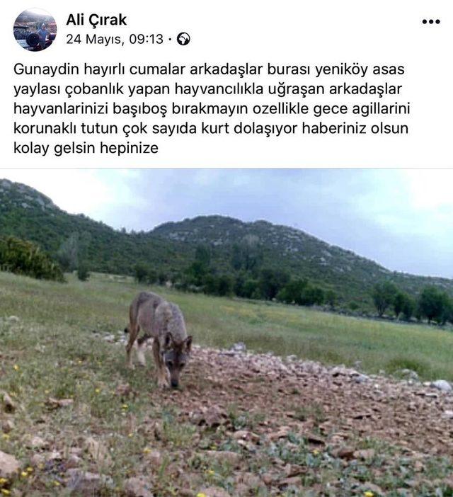 Dağda aç kalan kurt, mahalleye indi