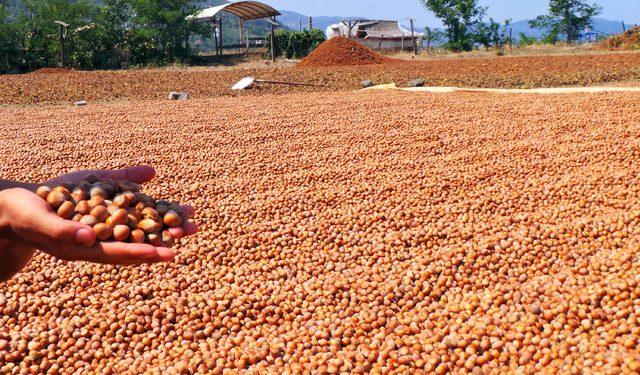 Ziraat odalarından fındık rekoltesi tepkisi