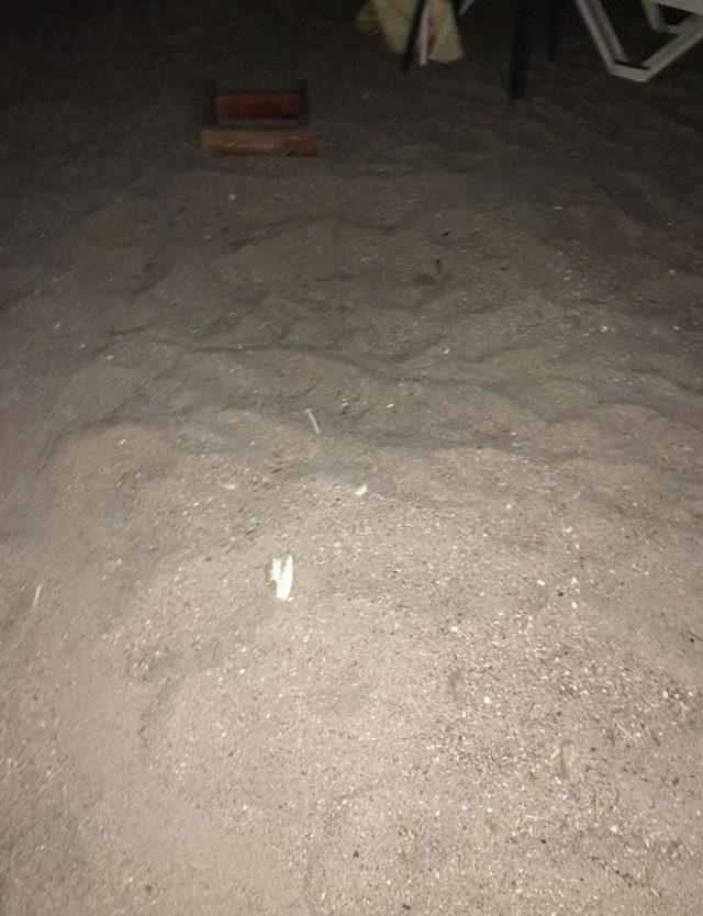 &Ouml;rnekk&ouml;y sahilinde caretta s&uuml;rprizi 1