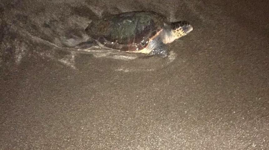 &Ouml;rnekk&ouml;y sahilinde caretta s&uuml;rprizi