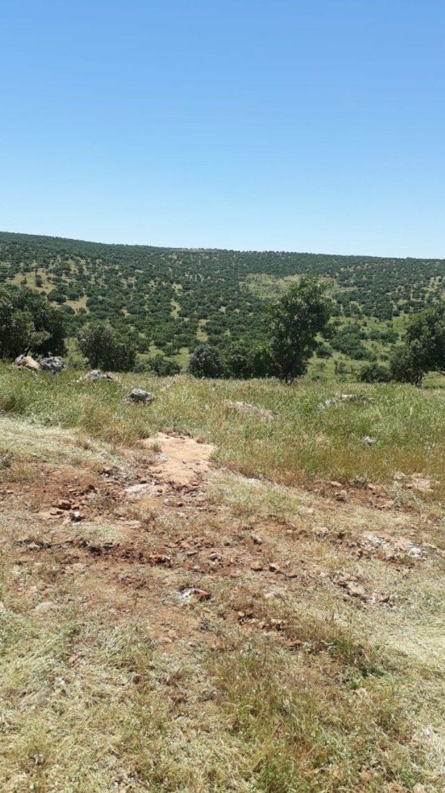 Mardin’de kaçak odun kesen 13 kişi gözaltına alındı