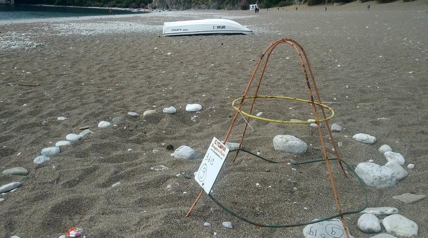 Olimpos'ta 10 yıl sonra ilk caretta caretta yuvası