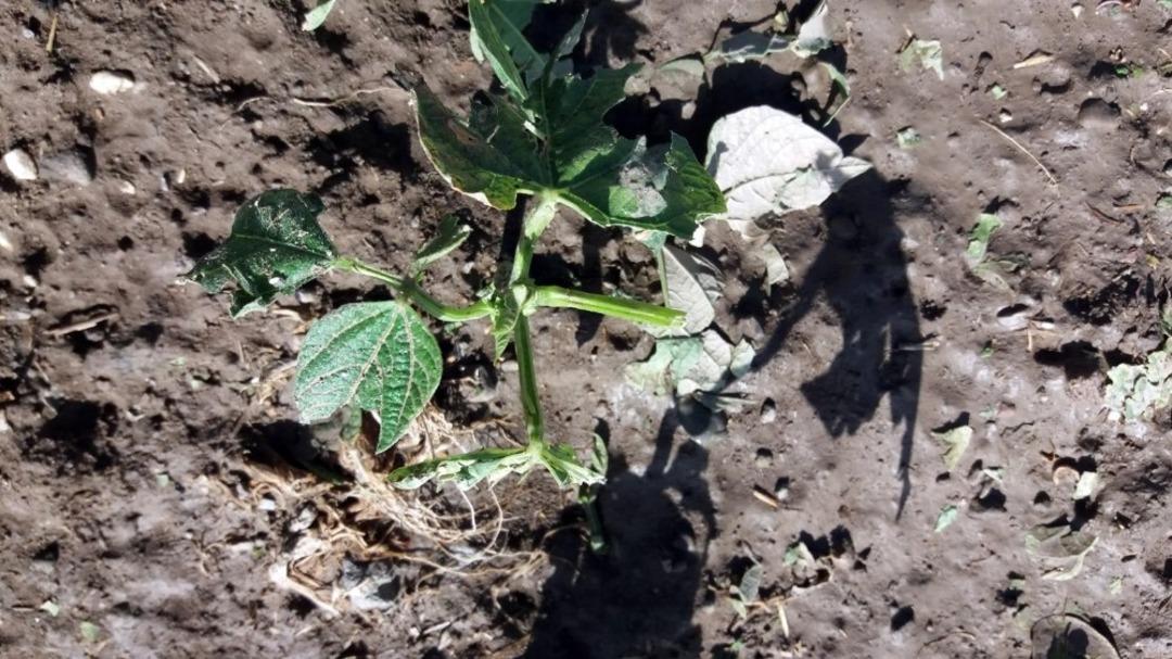 Şuhut&rsquo;ta ekin yerlerini dolu vurdu