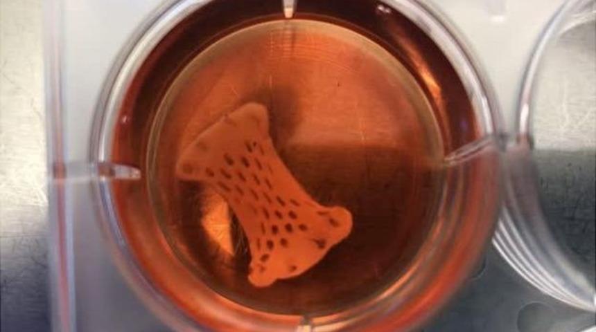 Milyonlarca canlı h&uuml;creden oluşan kalp yaması, İngiltere'de insanlar &uuml;zerinde denenecek