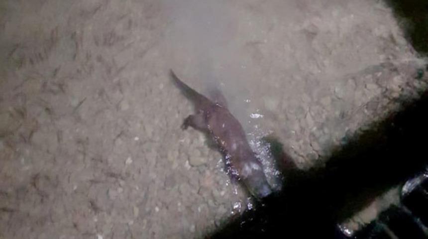 Sakarya'da su samuru görüldü! Saniyeler içinde kayboldu