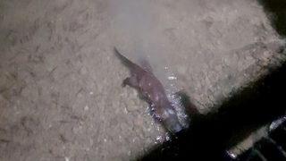 Sakarya'da su samuru görüldü! Saniyeler içinde kayboldu