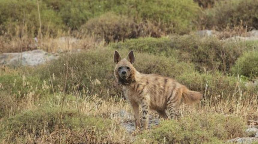 '&Ccedil;izgili sırtlan' ve 'dağ ceylanı' Hatay'da g&ouml;r&uuml;nt&uuml;lendi