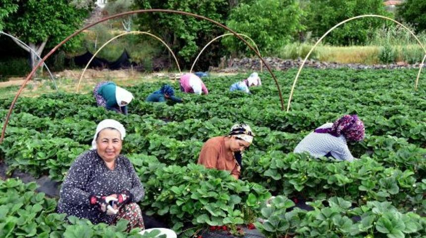 Muğla'da 'Vali Hanım Çileği' sevinci! Hedef 800 ton