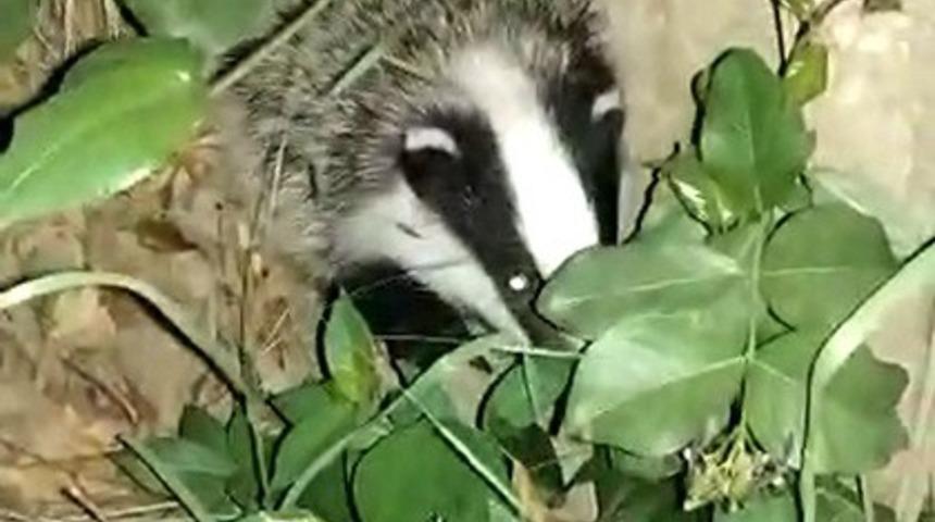 Nesli t&uuml;kenme tehlikesi altındaki porsuk, Erzincan&rsquo;da g&ouml;r&uuml;nt&uuml;lendi