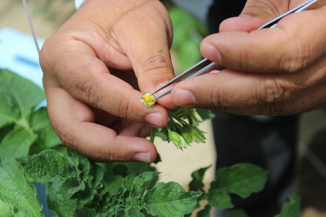 Niğde'de 100 bin melez patates tohumu hedefi