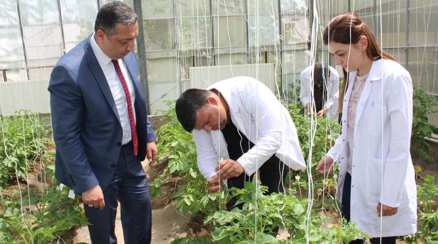 Niğde'de 100 bin melez patates tohumu hedefi