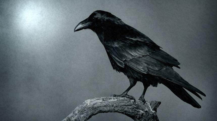 Son zamanlarda &ccedil;ok fazla karga mı g&ouml;r&uuml;yorsunuz?