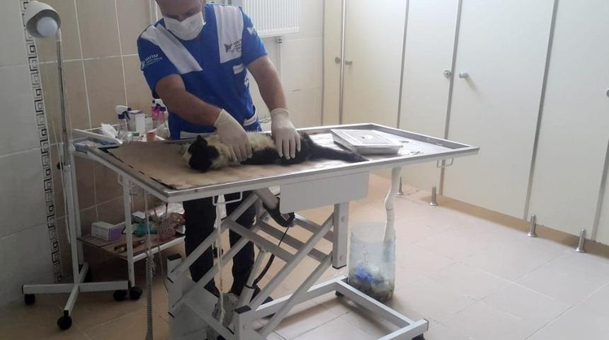 Veteriner ekipleri iki yaralı kediyi kurtardı