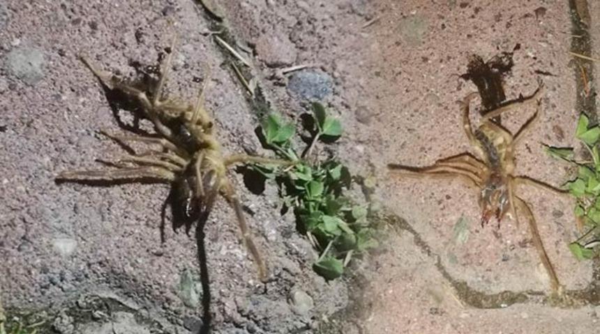 Kayseri'de 'sarıkız' paniği