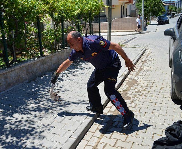 Ön kaputa saklanan yavru kediyi itfaiye kurtardı