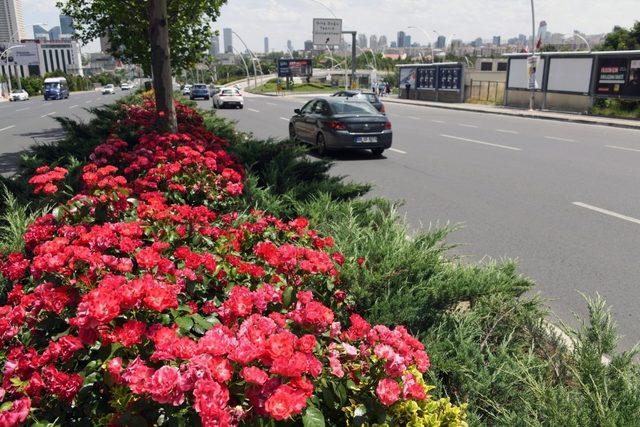 Başkent’in yüzünde çiçekler açıyor