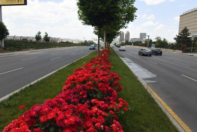 Başkent’in yüzünde çiçekler açıyor