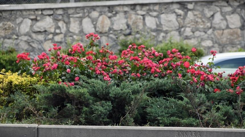 Başkent&rsquo;in y&uuml;z&uuml;nde &ccedil;i&ccedil;ekler a&ccedil;ıyor