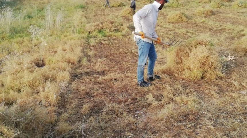 Mercimek tarlasında bayram mesaisi