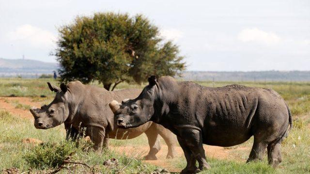 Video oyunlarıyla Çevre Bilinci Aşılanabilir