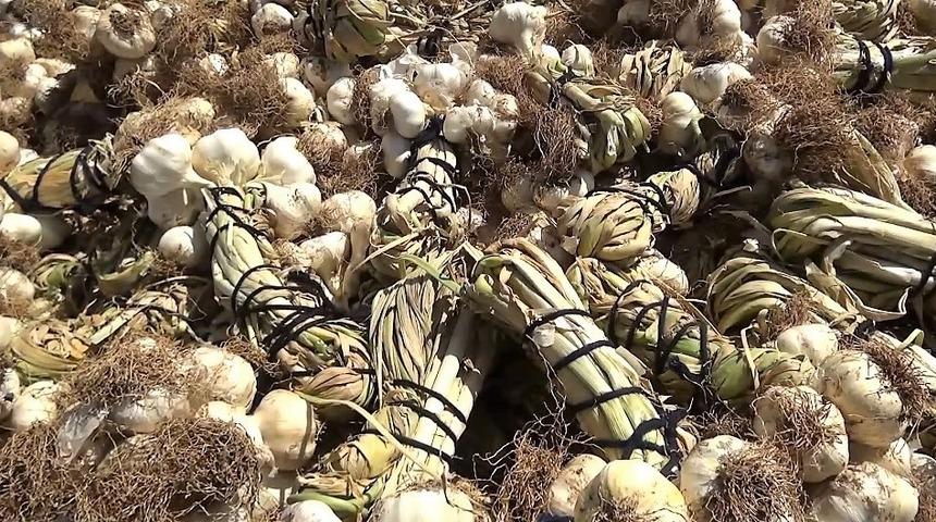 Onkoloji uzmanı açıkladı: O bir kansersavar!