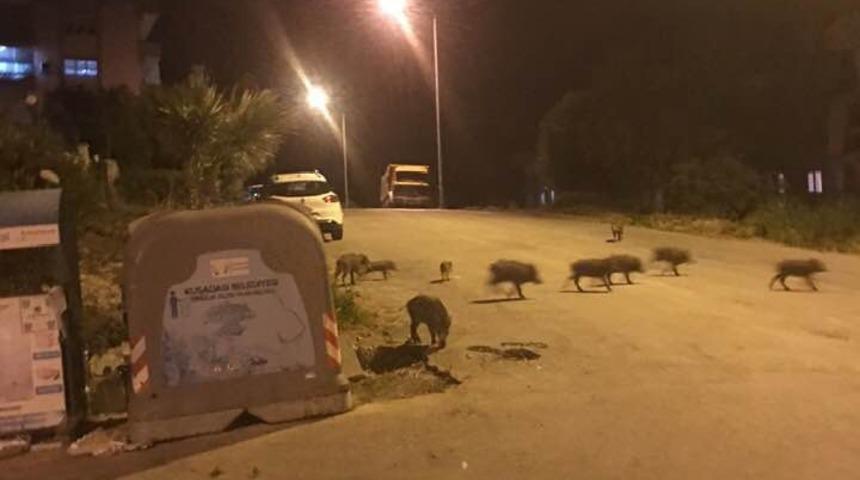 Kuşadası’nda domuz sürüsü şehre indi