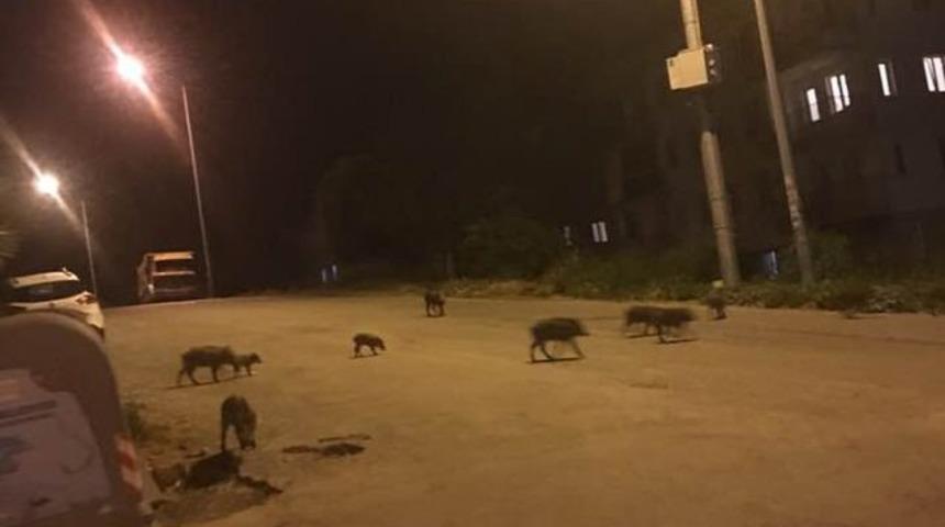 Kuşadası&rsquo;nda domuz s&uuml;r&uuml;s&uuml; şehre indi