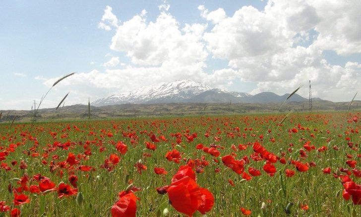 Süphan dağı ve gelincik çiçeklerinin muhteşem manzarası G4