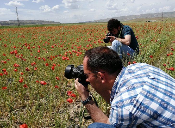 Süphan dağı ve gelincik çiçeklerinin muhteşem manzarası G5