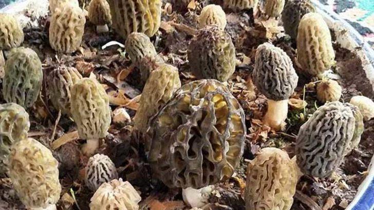 Kuzugöbeğinin kilosu 300 lira G1