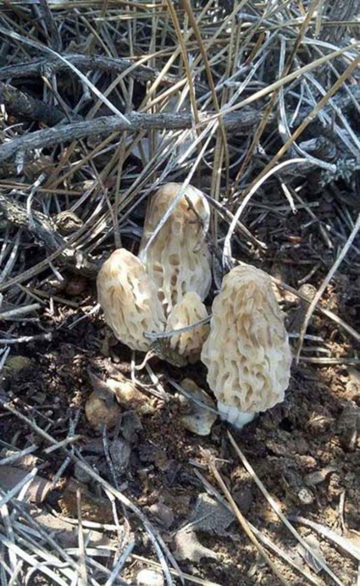 Kuzugöbeğinin kilosu 300 lira G5