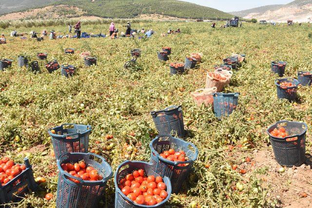 Domates ve domates ürünleri ihracatından 603 milyon dolarlık gelir sağlandı