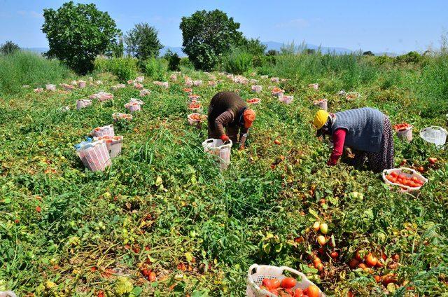 Domates ve domates ürünleri ihracatından 603 milyon dolarlık gelir sağlandı