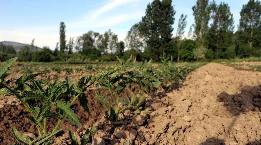 Tokat'ta domates fidesi ekimi başladı