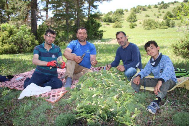  &Ccedil;aşır  otunda şifa arıyorlar 1