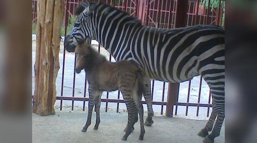 Görenler inanamıyor! Ne zebra ne eşek