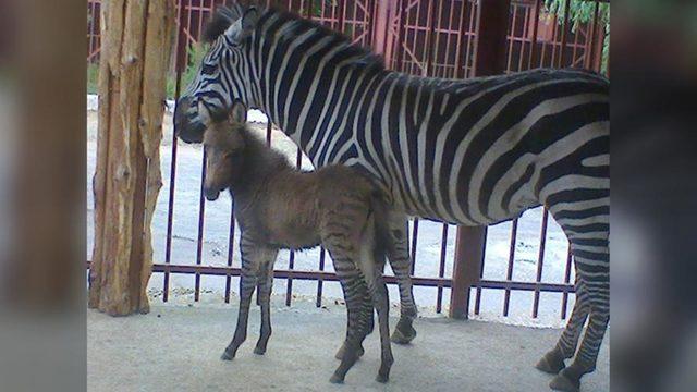 Görenler inanamıyor! Ne zebra ne eşek