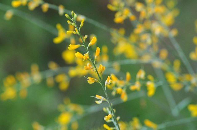 Türkiye Florası kendi dilinde yazılıyor