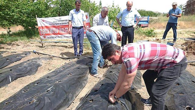 Kale ilçesi ‘Çilek’ ile gülecek