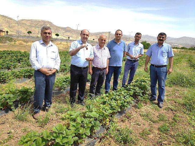 Kale ilçesi ‘Çilek’ ile gülecek